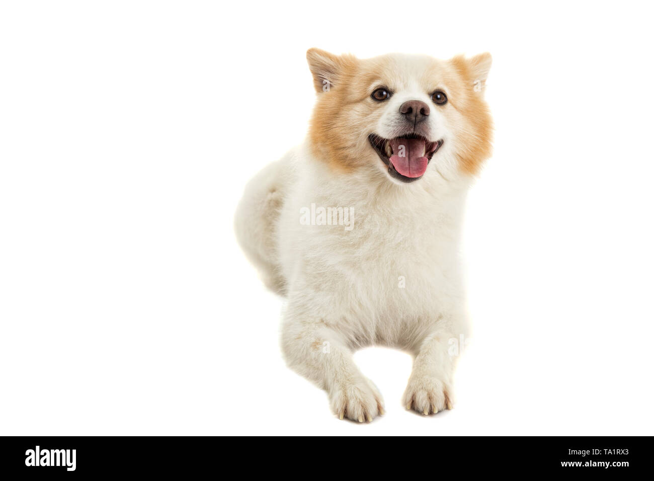 Spitz Cane di razza pura su sfondo bianco Foto Stock
