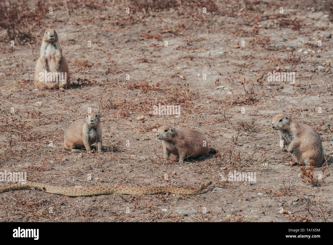 I cani della prateria, scavando roditori, cercando di mantenere un rattlesnake lontano dalla loro cunicoli sotterranei nel Parco nazionale Badlands, Dakota del Sud, STATI UNITI D'AMERICA Foto Stock