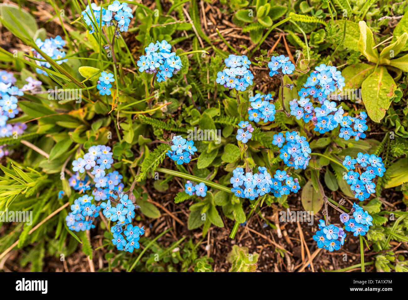 Myosotis alpestris ( Alpine non ti scordar di me ) molla di fiori di montagna Foto Stock