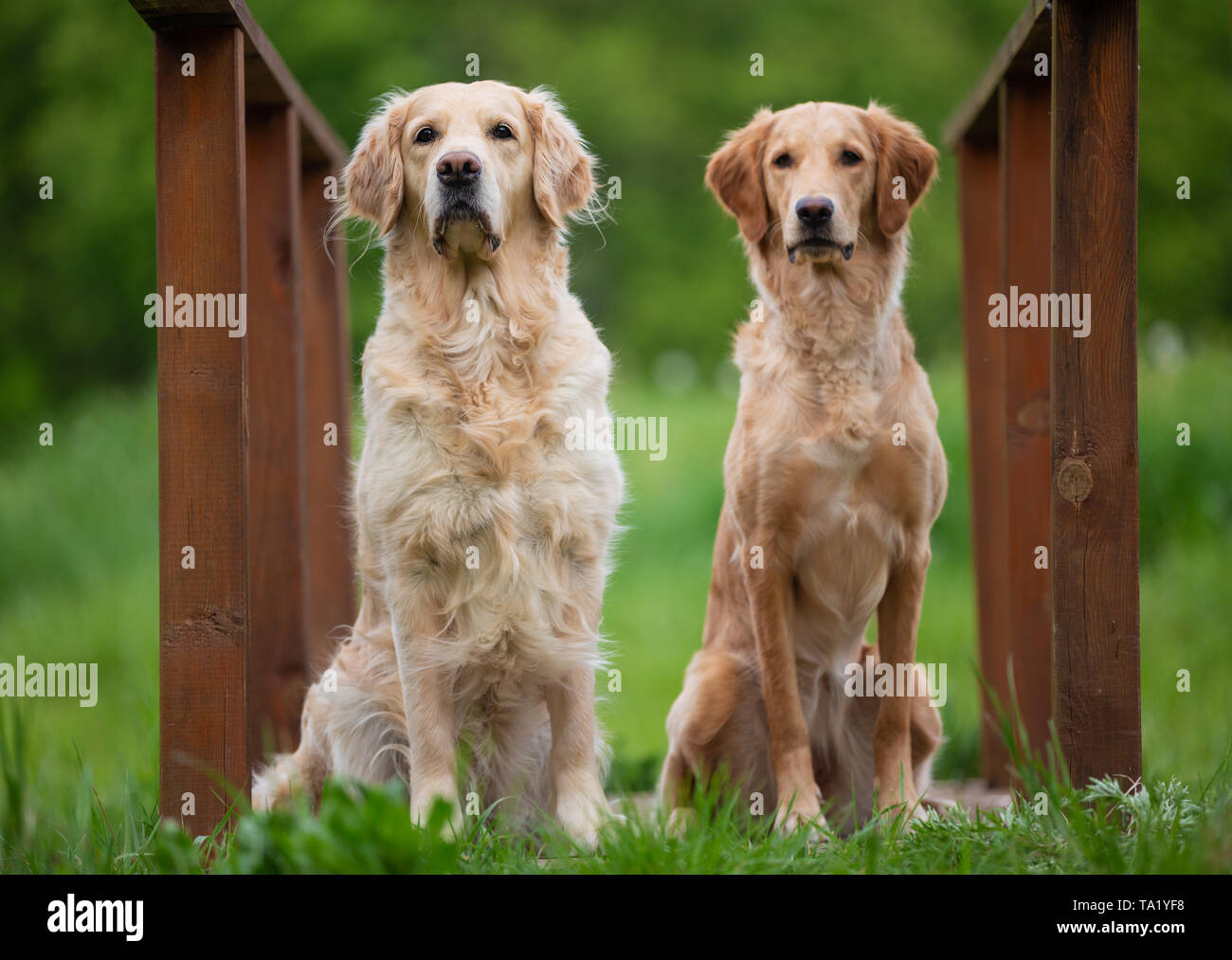 Udienza due Golden Retriever cani. Piccole profondità di campo Foto Stock