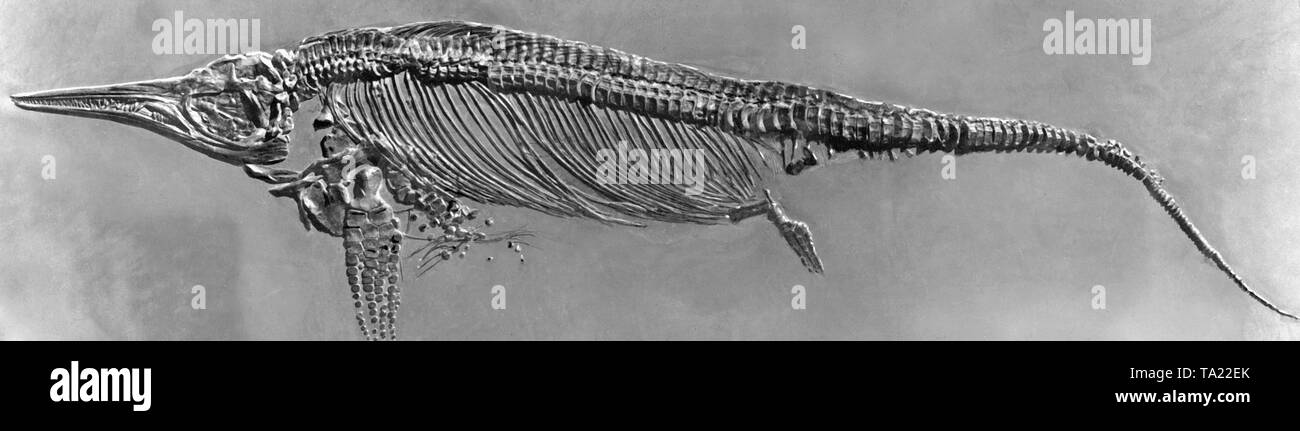 Questa fotografia mostra fossili di scheletro di un ichthyosaurus trovati in Holzmaden, Baden-Wuerttemberg. Foto Stock