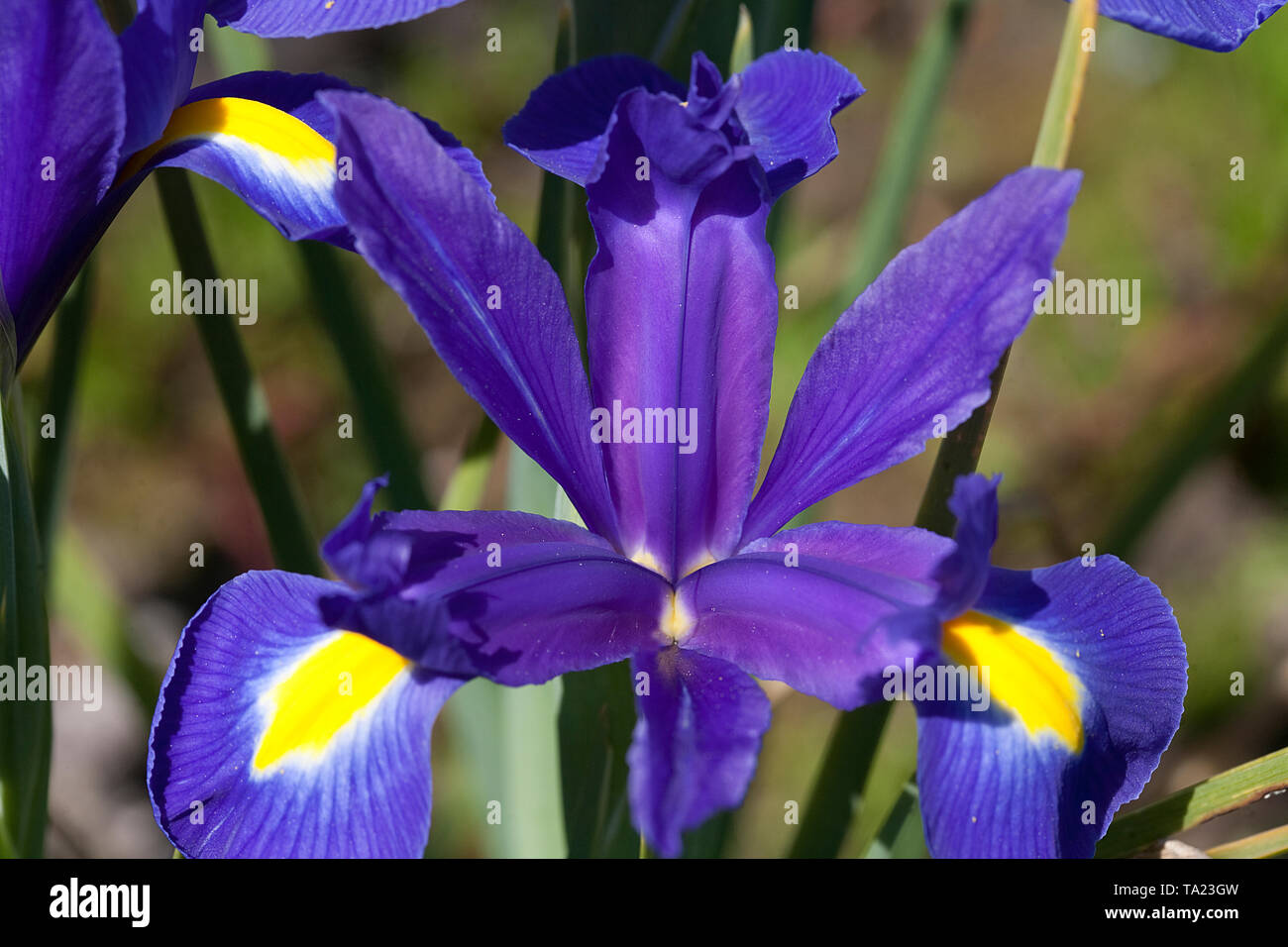 Chiudere l immagine di un Iris X Hollandica Foto Stock