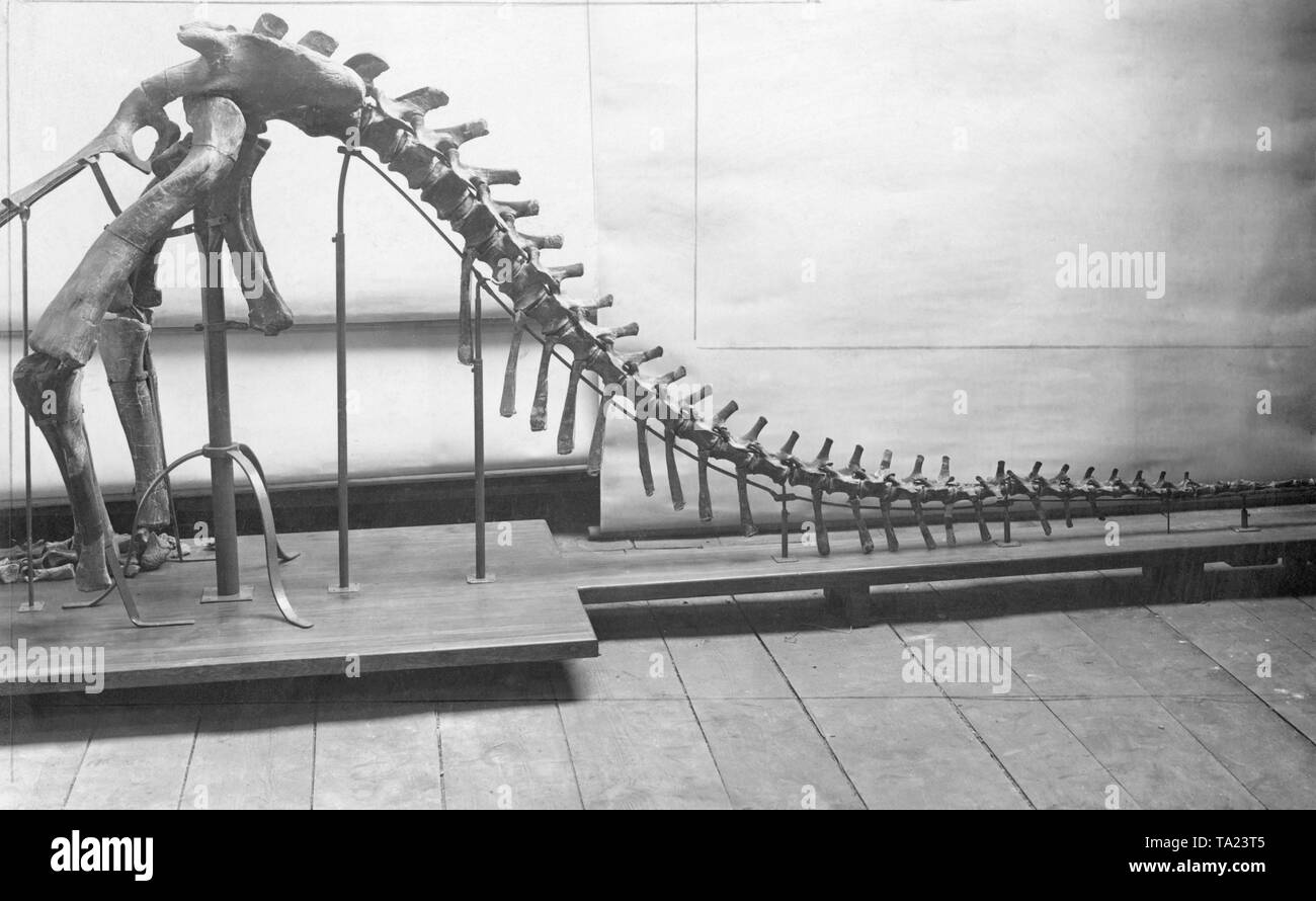 Questo frammento di scheletro di un dinosauro è stato trovato in 1909 ed esposti in un museo di Berlino. Foto Stock