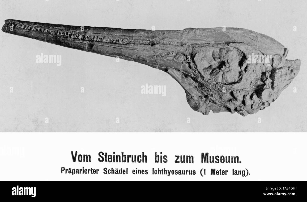 Questa foto mostra il preparato cranio di un ichthyosaurus. È stato trovato in una cava in Holzmaden, Baden-Wuerttemberg. Foto Stock