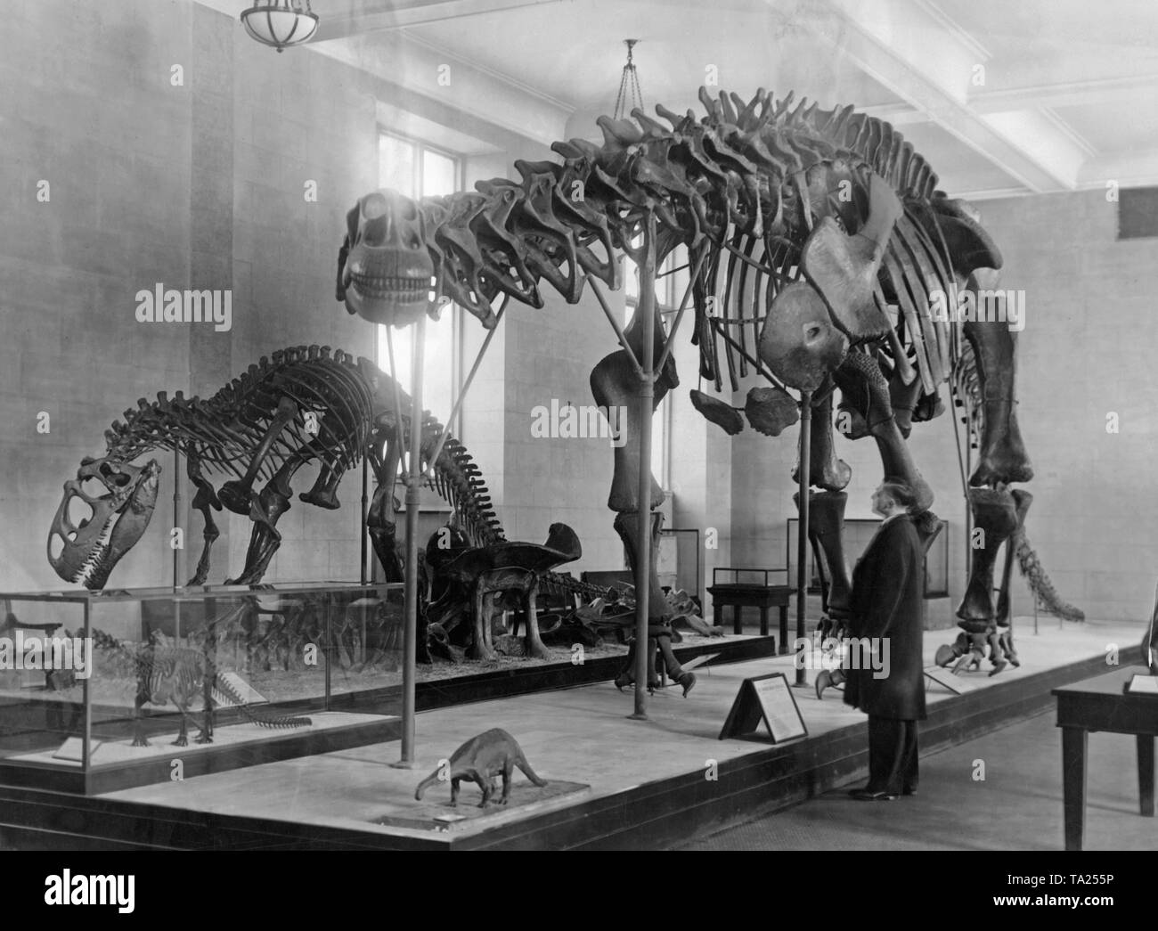 Questa fotografia mostra gli scheletri di dinosauri esposti nel Museo Americano di Storia Naturale di New York con un Brontosaurus in primo piano, seguita da un Allosaurus. Entrambi scheletri furono scavate nel Wyoming area lacustre. Foto Stock
