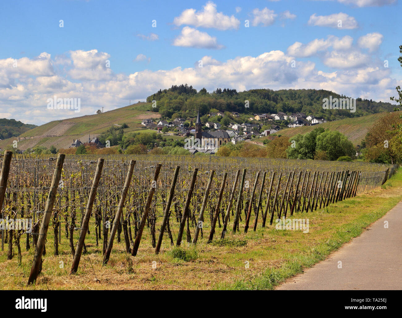 Vigneti di uve Riesling vitigni nella valle della Mosella con borgo collinare in background Foto Stock