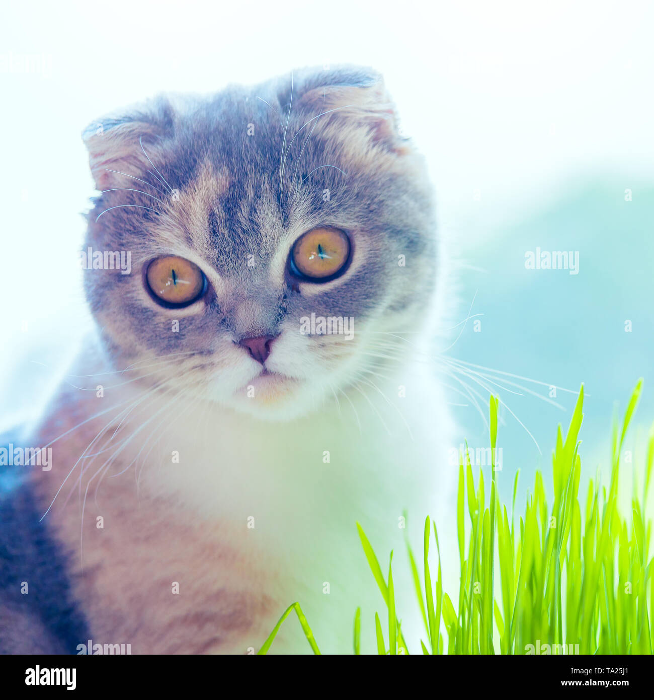 Cute cat protrait e erba di frumento su sfondo bianco . Foto Stock