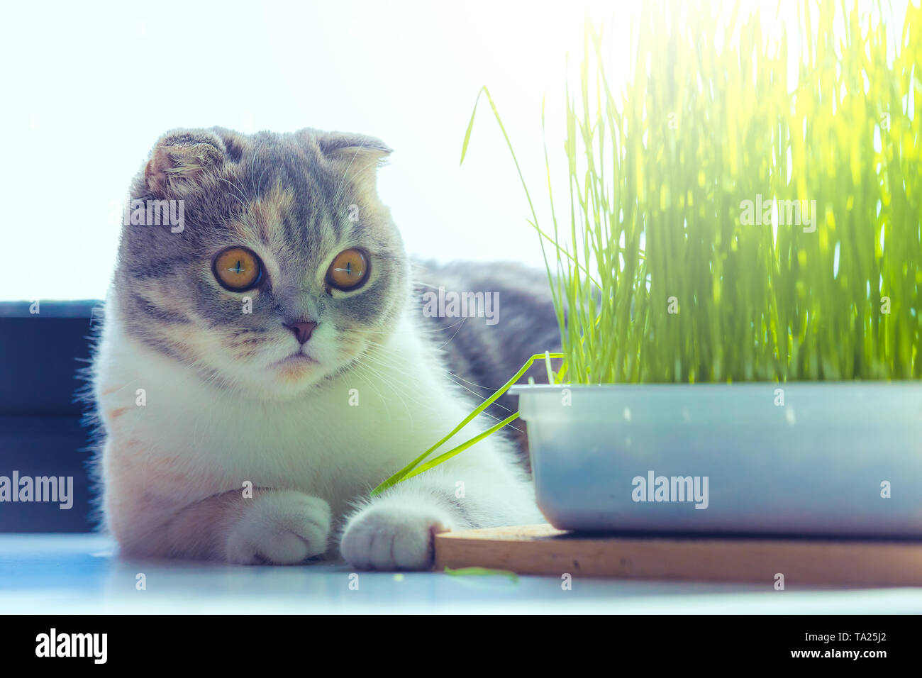 Cute cat protrait e erba di frumento su sfondo bianco . Foto Stock