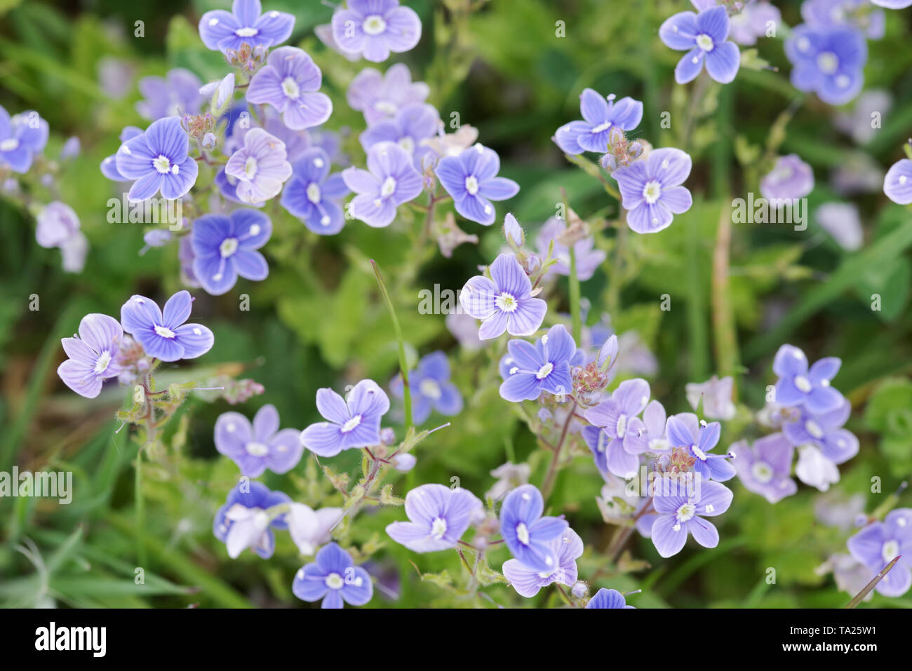 Dolce di fiori blu di Germander Speedwell cresce su Wolstonbury Hill - South Downs West Sussex Foto Stock