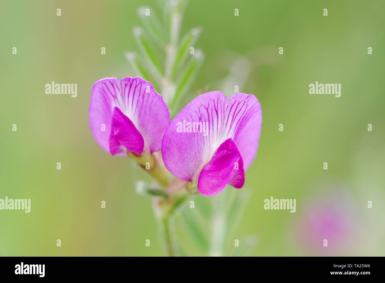 Dolce di fiori di colore rosa del comune di veccia (Vicia sativa) cresce su Wolstonbury Hill - South Downs, West Sussex Foto Stock