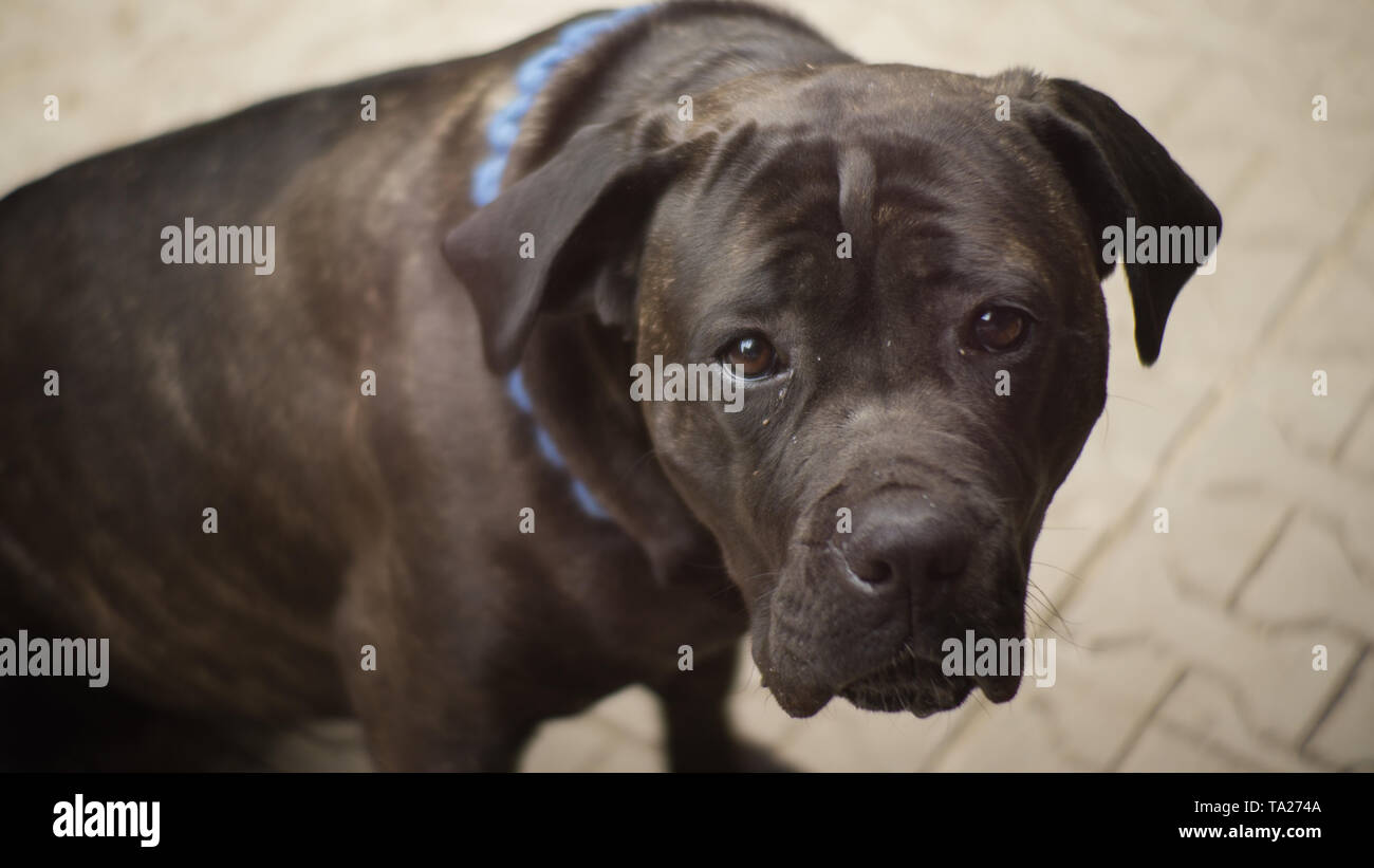 Cane Corso cercando curiosamente nella fotocamera Foto Stock