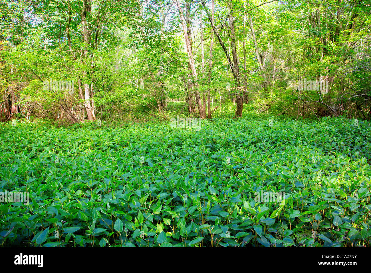 Verde e rigogliosa la crescita Foto Stock