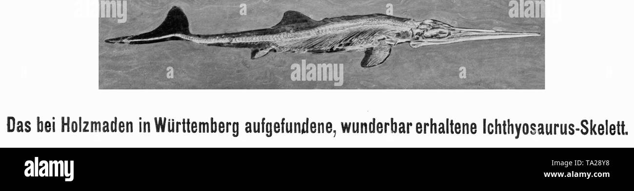 Questa fotografia mostra lo scheletro di un ichthyosaurus trovati in Holzmaden, Baden-Wuerttemberg. Foto Stock