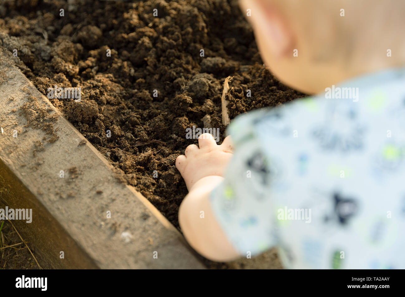 Bambino di piantare le piantine di pomodoro in serra. Giardinaggio organico e il concetto di crescita Foto Stock
