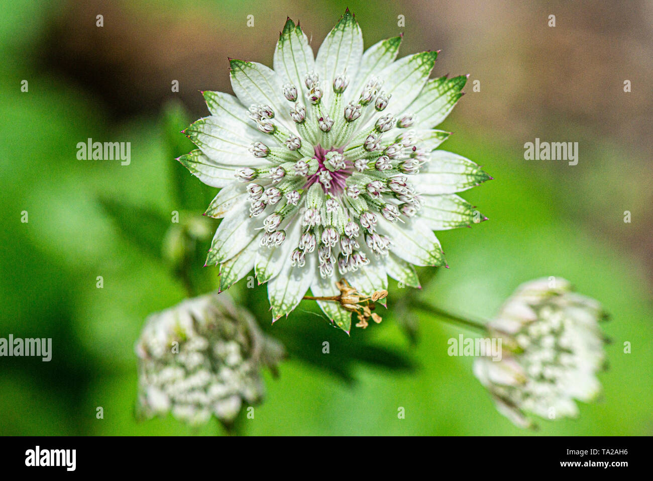 Il fiore di un maggiore masterwort (Astrantia major) Foto Stock