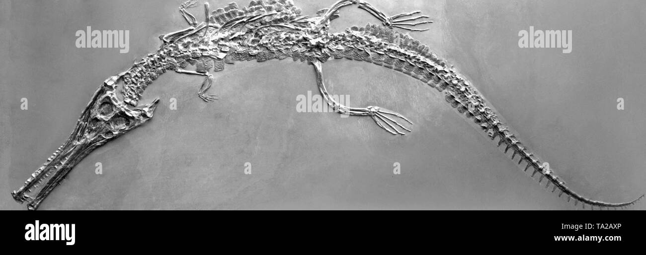 Questa fotografia mostra lo scheletro di un pesce Jurassic (Mystrusaurus bollensis). Foto Stock