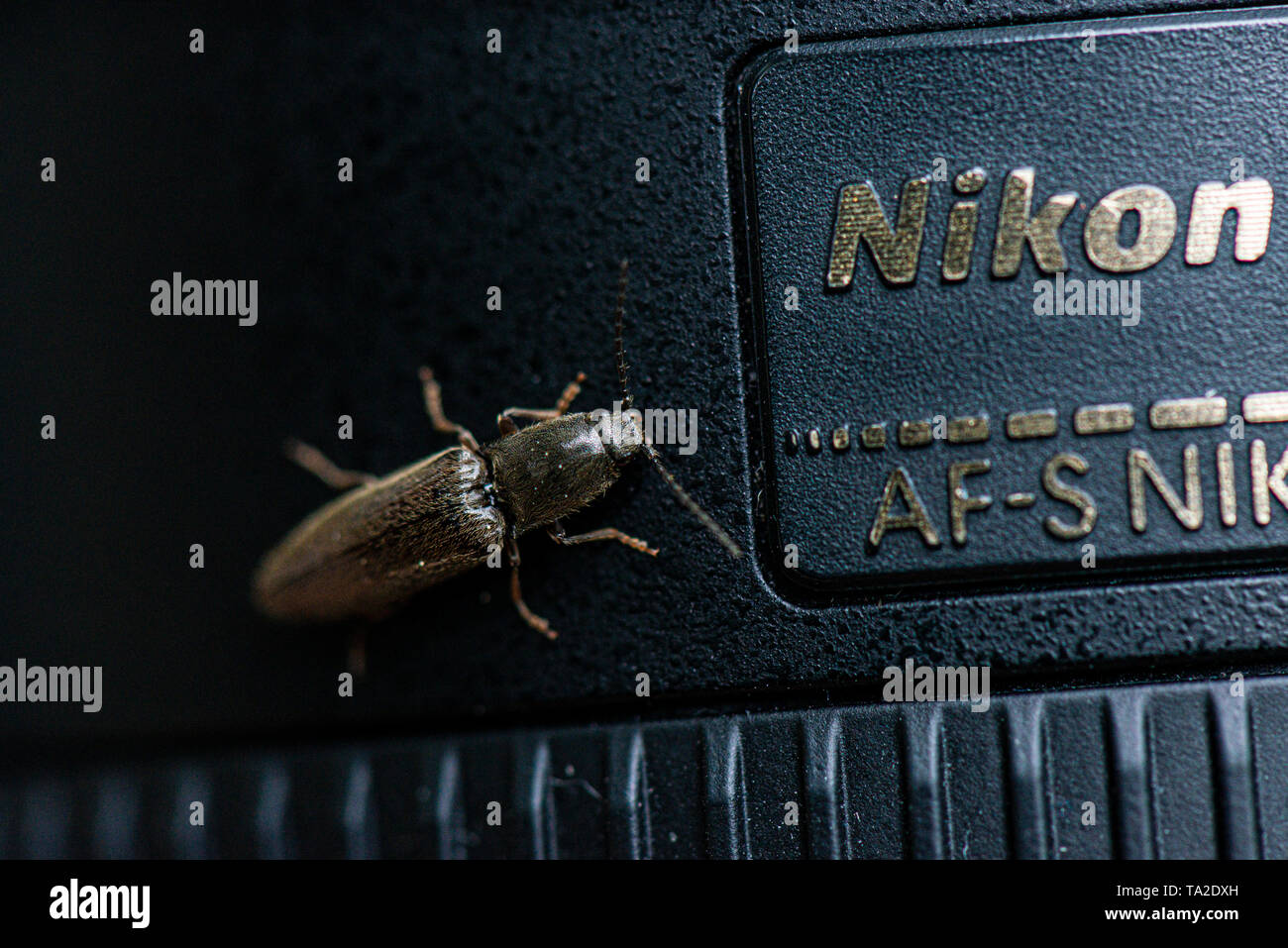 Un clic beetle su un Nikon lente della fotocamera Foto Stock