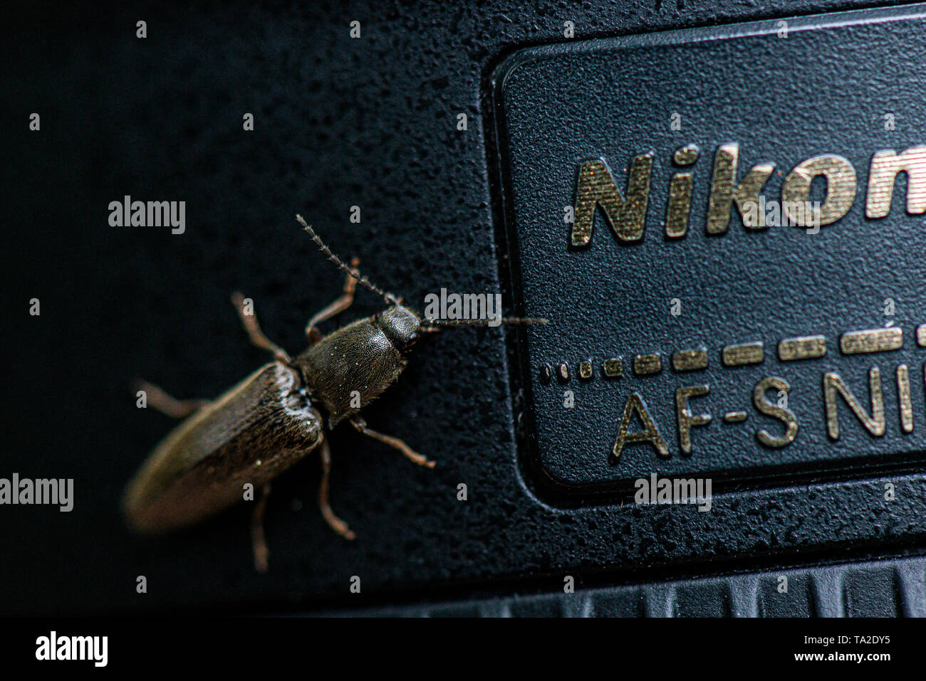 Un clic beetle su un Nikon lente della fotocamera Foto Stock