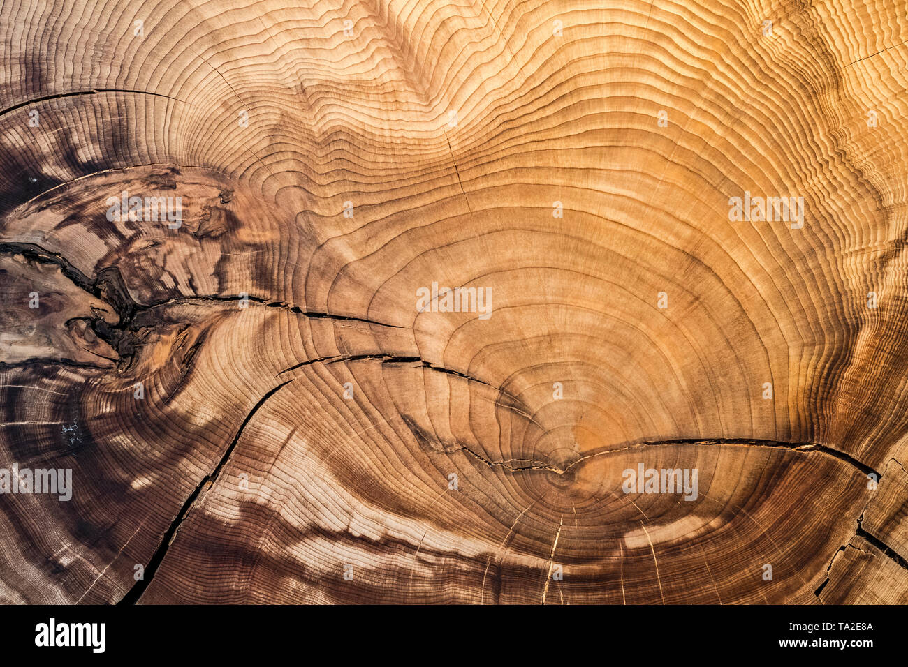 375 anni di Montezuma cipresso calvo / Montezuma cypress (Taxodium mucronatum) Cross-cut / sezione trasversale che mostra una crescita annuale / anelli di anelli ad albero Foto Stock