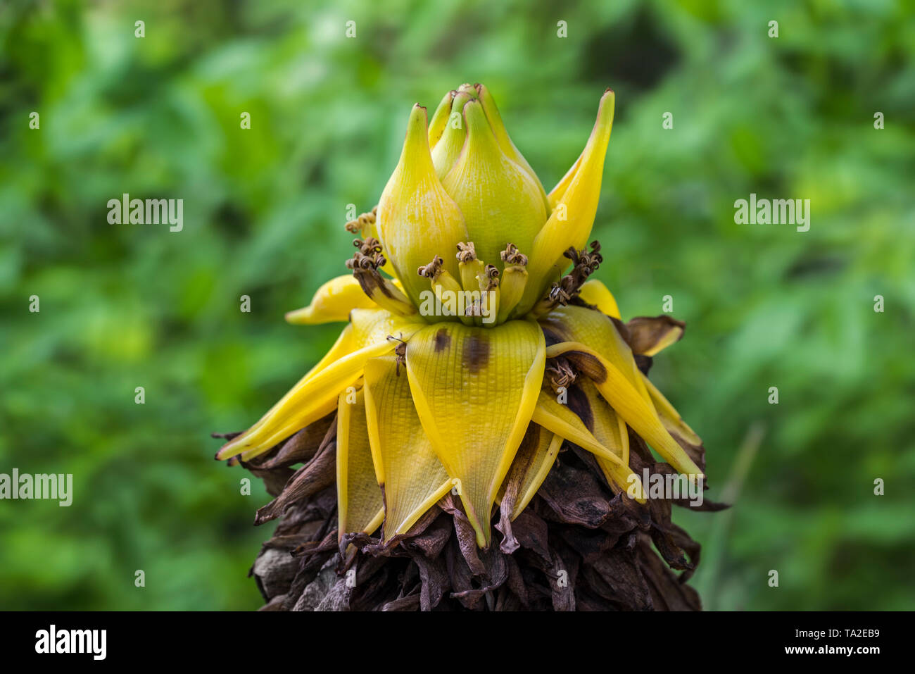 Nana cinese banana / Golden Lotus banana / Cinese banana giallo (Musella lasiocarpa / Ensete lasiocarpum / Musa lasiocarpa) in fiore, Cina Foto Stock