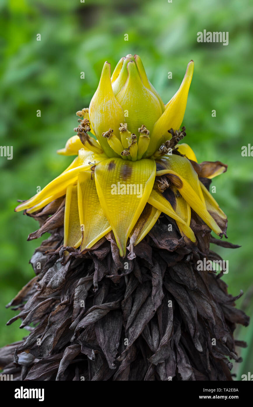 Nana cinese banana / Golden Lotus banana / Cinese banana giallo (Musella lasiocarpa / Ensete lasiocarpum / Musa lasiocarpa) in fiore, Cina Foto Stock