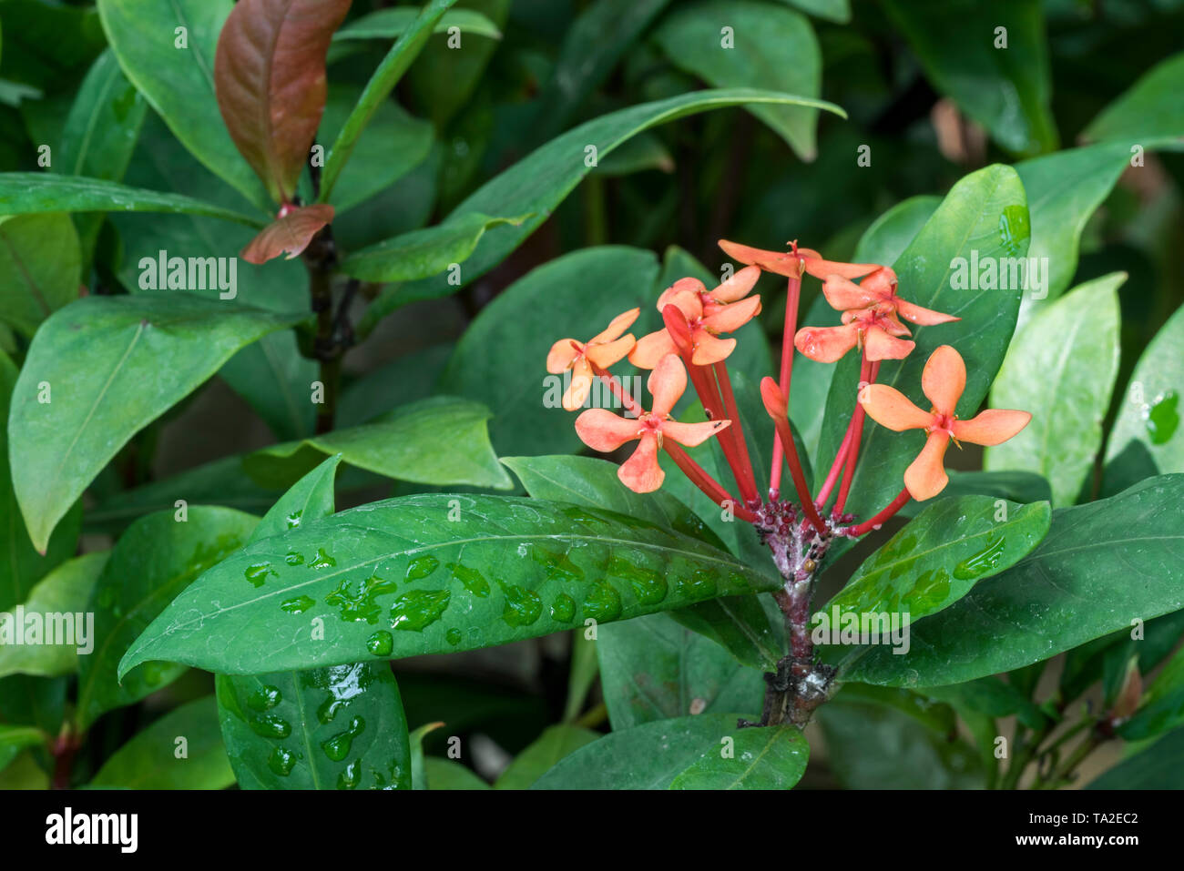 Woodflame cinese / Chinese ixora (Ixora chinensis) arbusto sempreverde in fiore nativa per la Cina, Malaysia, Indonesia Foto Stock