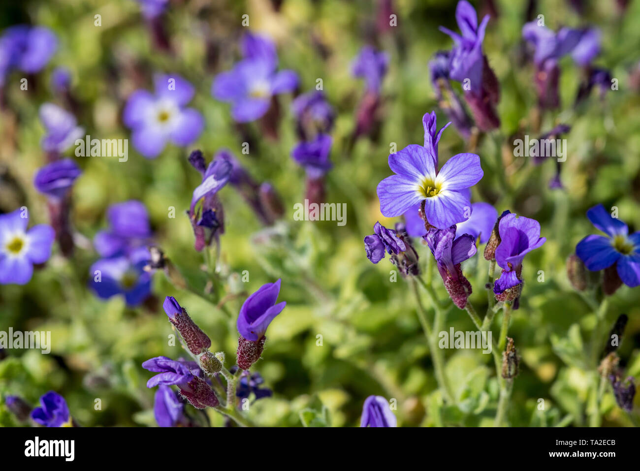Llilacbush / viola rock cress / rainbow rock crescione (Aubrieta deltoidea) in fiore, nativo del sud-est Europa Foto Stock