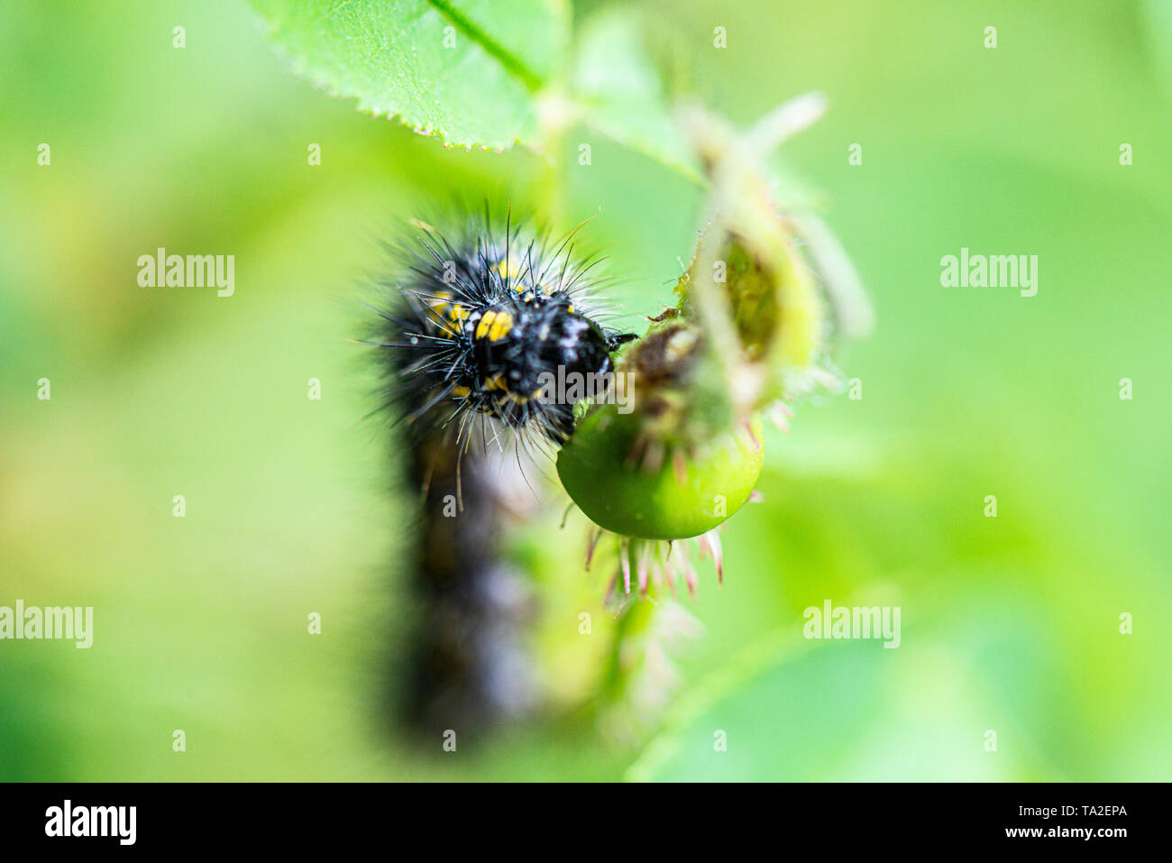 Un scarlet tiger moth caterpillar (Callimorpha dominula) alimentazione su una rosa Foto Stock