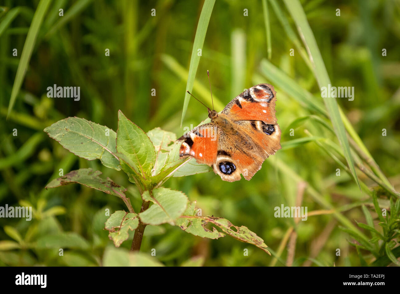 Farfalla pavone prendendo facile vicino al fiume Stour Foto Stock