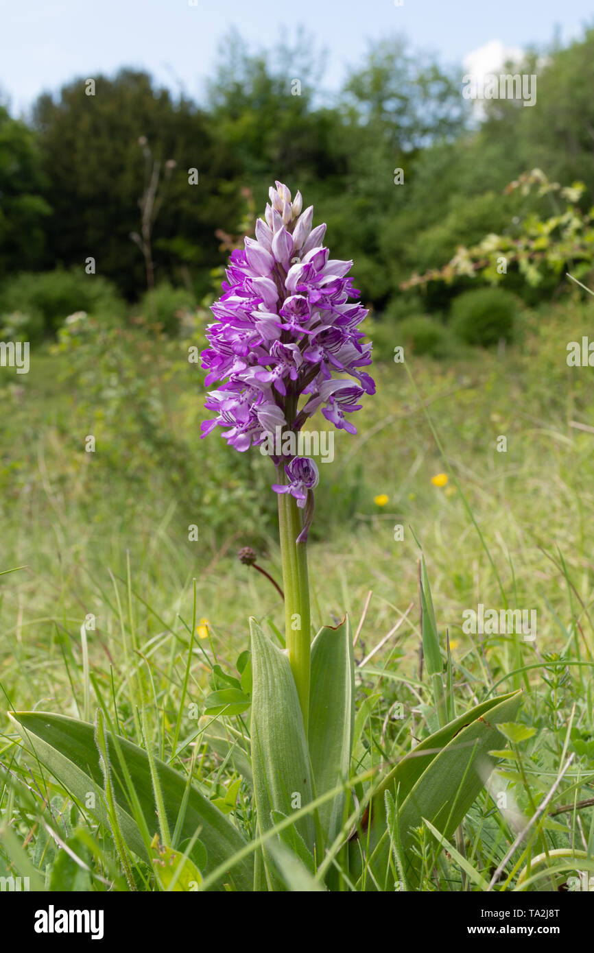 Orchidea militare (Orchis militaris), una rara di fiori selvaggi, nella sua radura boschiva habitat, Homefield legno, Buckinghamshire, UK, durante il mese di maggio Foto Stock