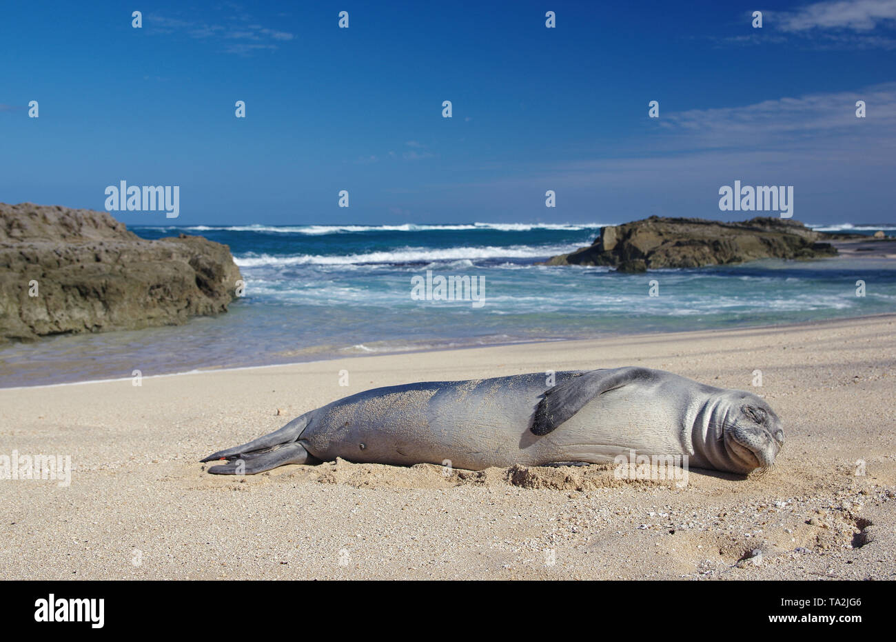 Hawaiian foca monaca Foto Stock