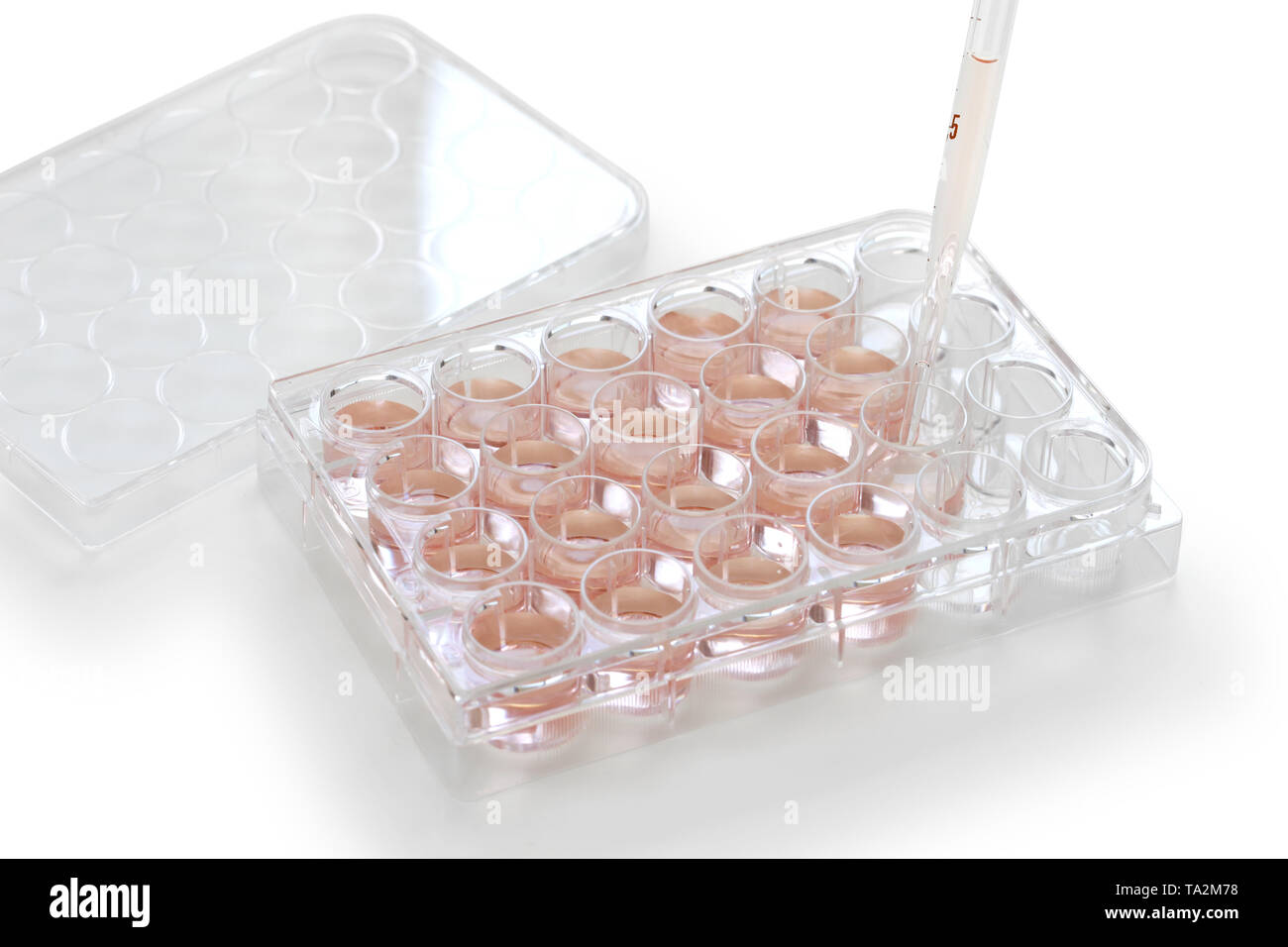 Posizionare la soluzione di coltura con una pipetta nel foro della micropiastra. Foto Stock