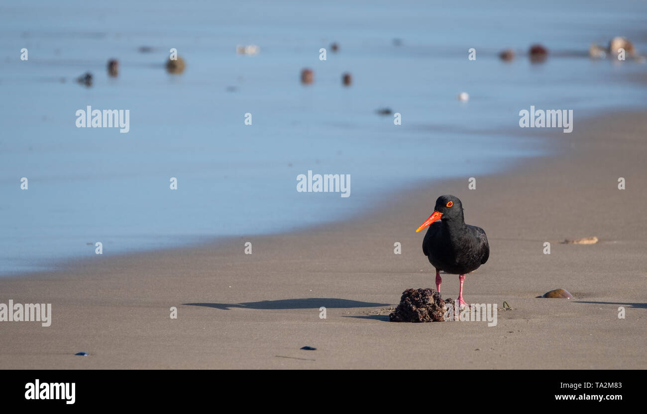 Africano nero oystercatcher uccello sulla spiaggia vicino Boggams Bay / Mossel Bay, sul sentiero Oystercatcher, Garden Route del Sud Africa. Foto Stock