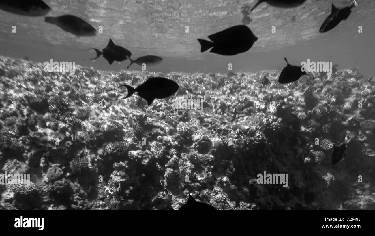 Bianco e nero bella immagine dei lotti di colorati pesci tropicali nuotare intorno Coral reef in mare Rd Foto Stock