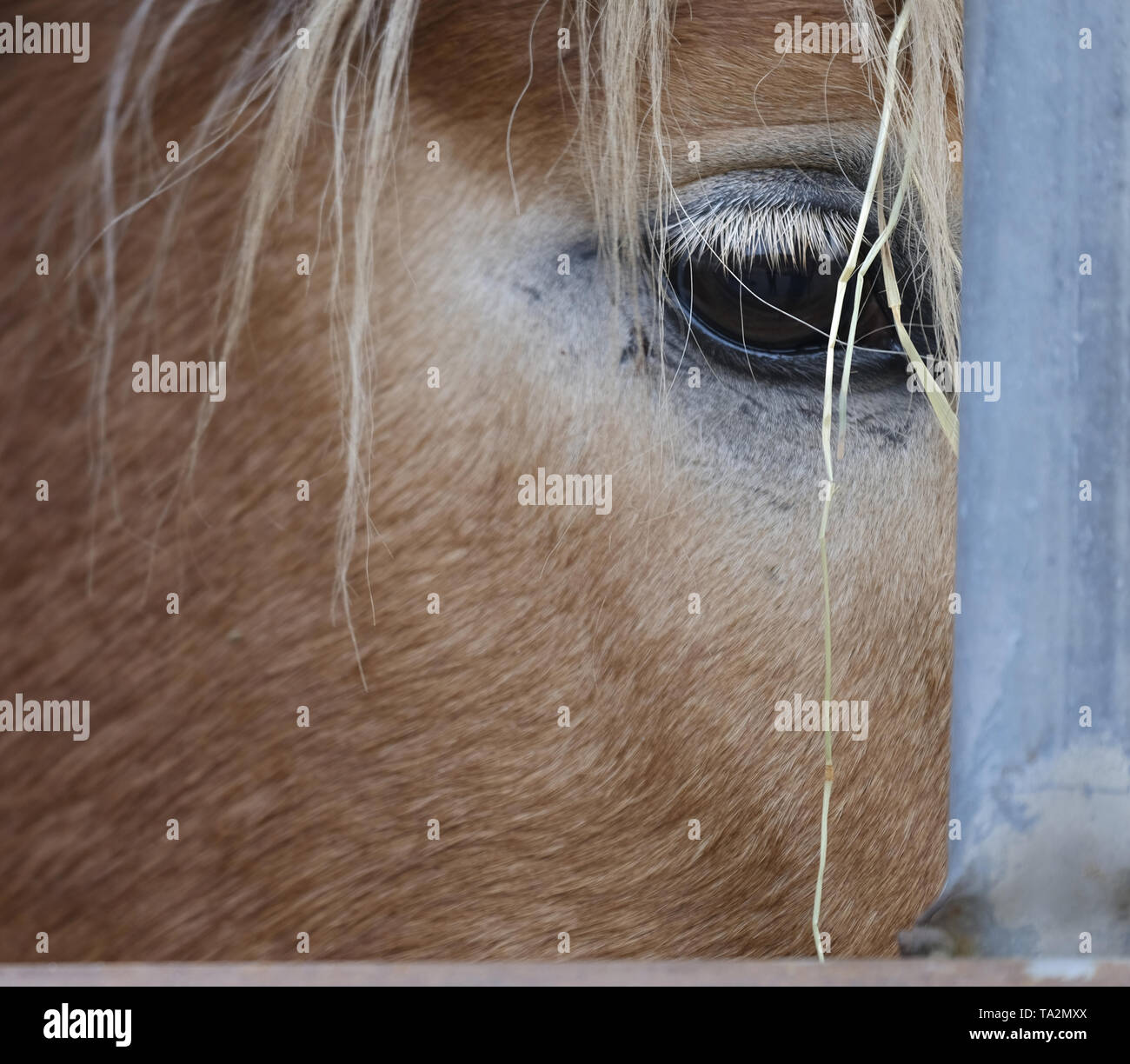 Close-up di occhio e la criniera di un cavallo marrone Foto Stock