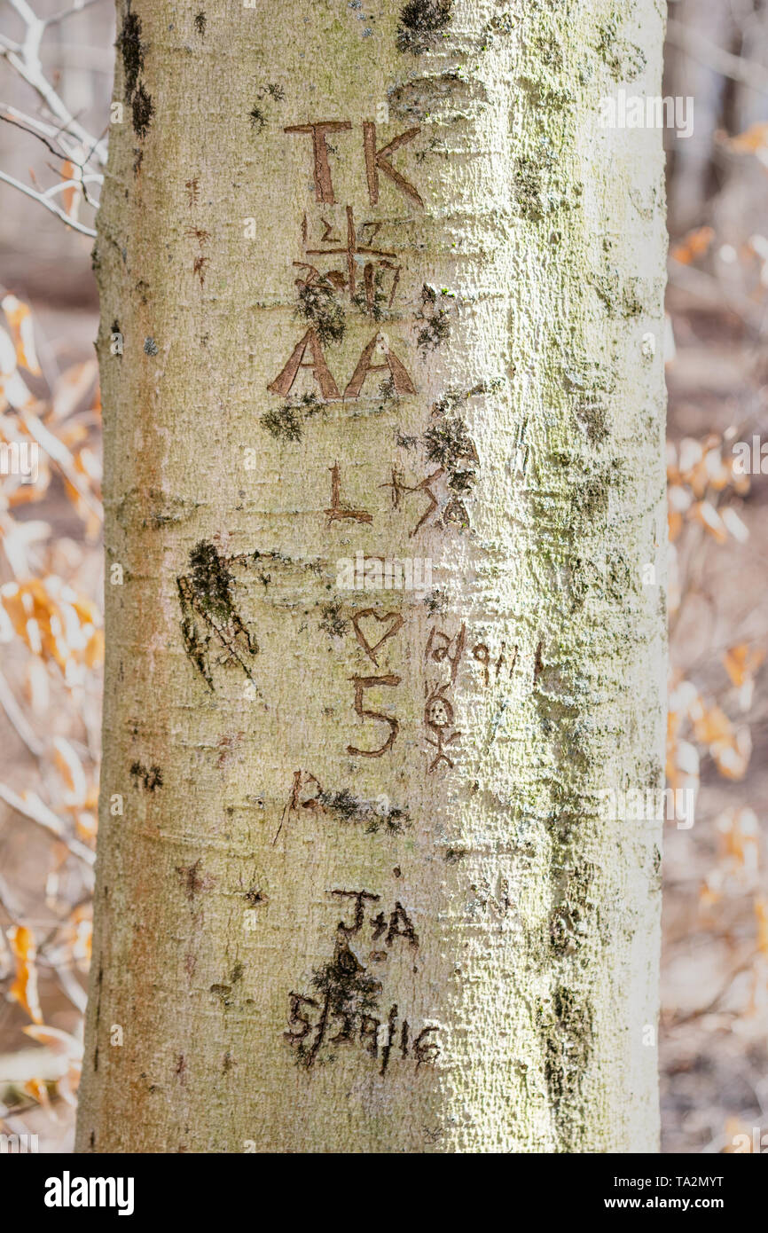 Sigle e date intagliato in un tronco di albero Foto Stock