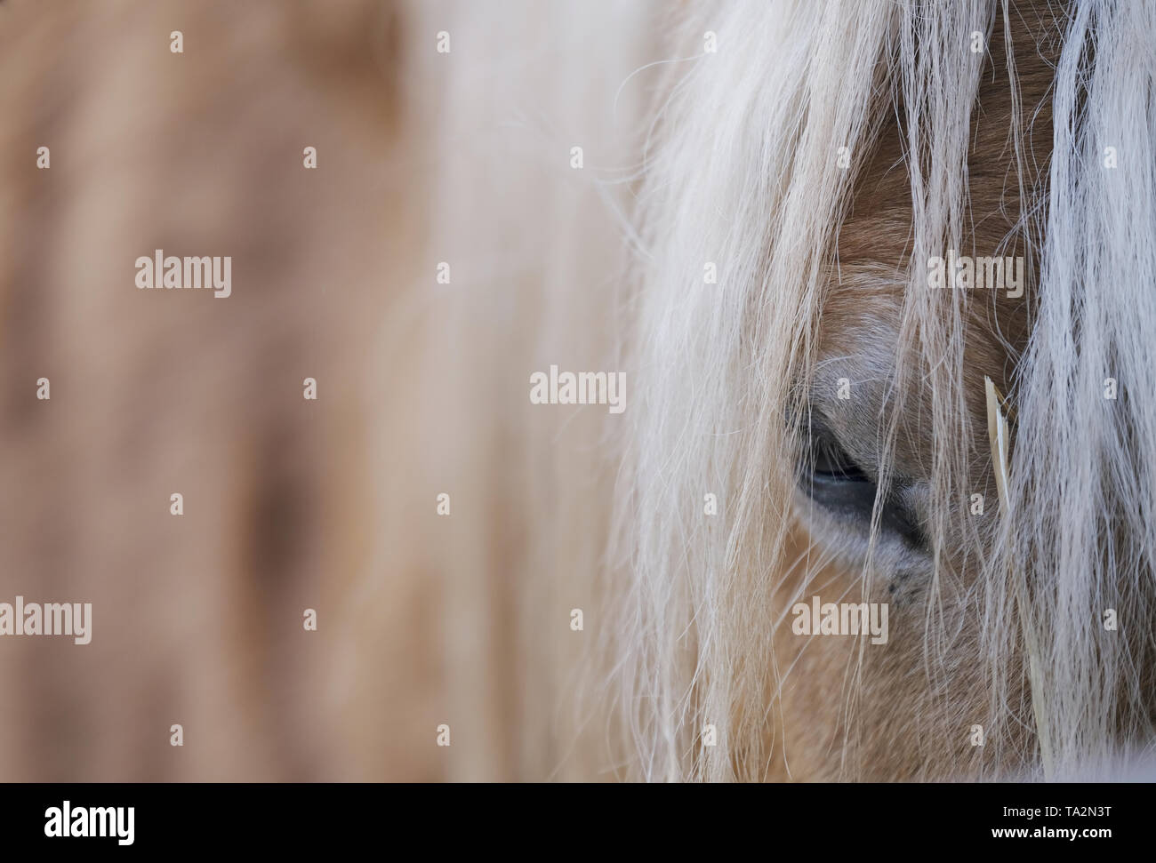 Close-up di occhio e la criniera di un cavallo marrone Foto Stock
