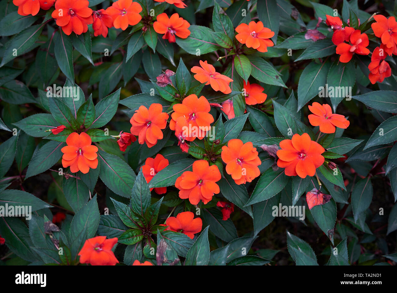 Fiori di colore rosso di Impatiens Nuova Guinea piante Foto Stock