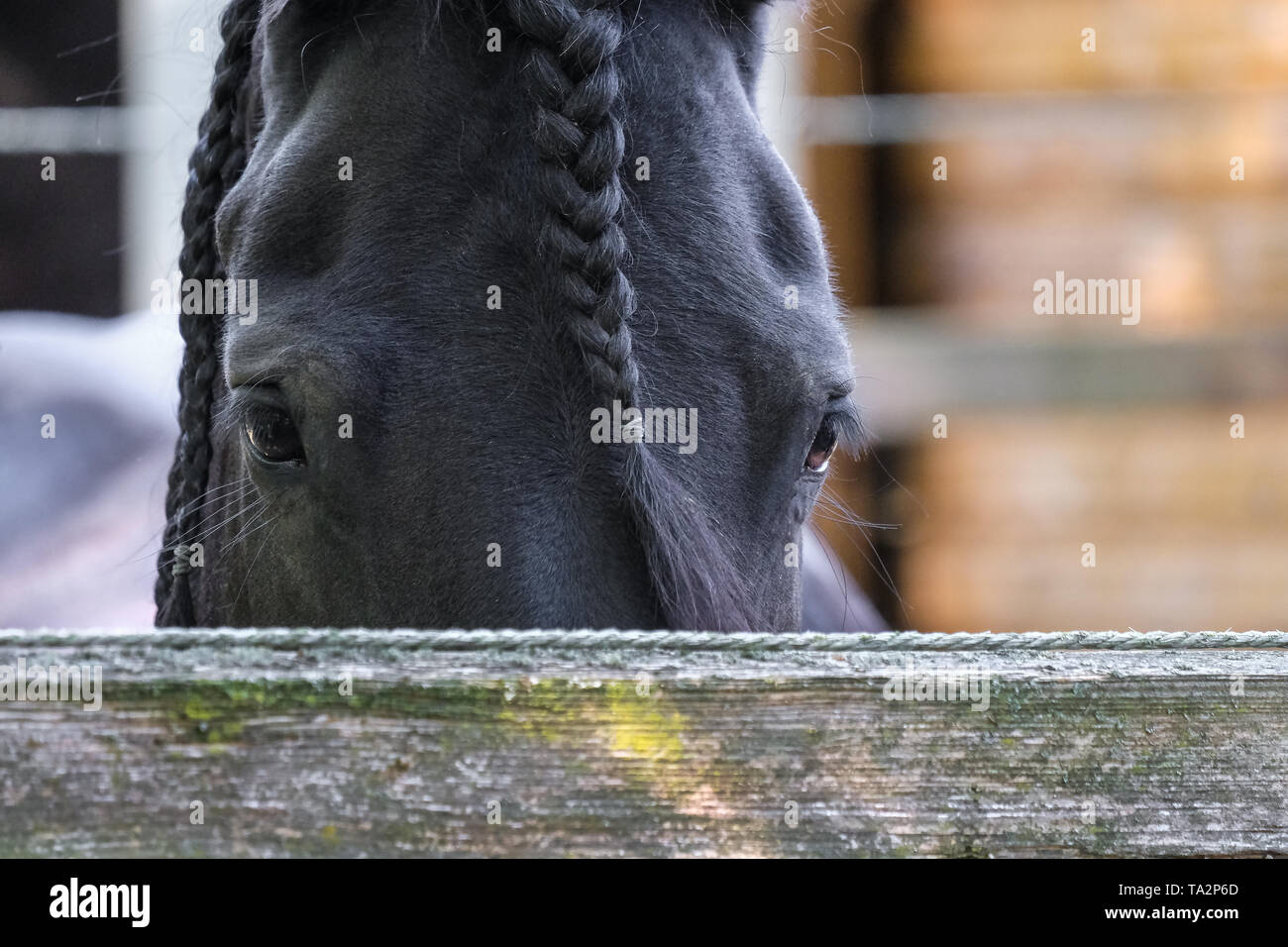 Cavallo nero con criniera intrecciato in un cavallo stabile Foto Stock