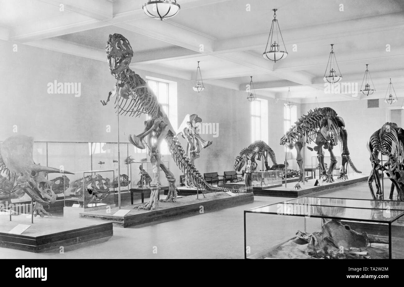Questa foto mostra la Sala dei dinosauri in il Museo di Storia Naturale di New York. Foto Stock