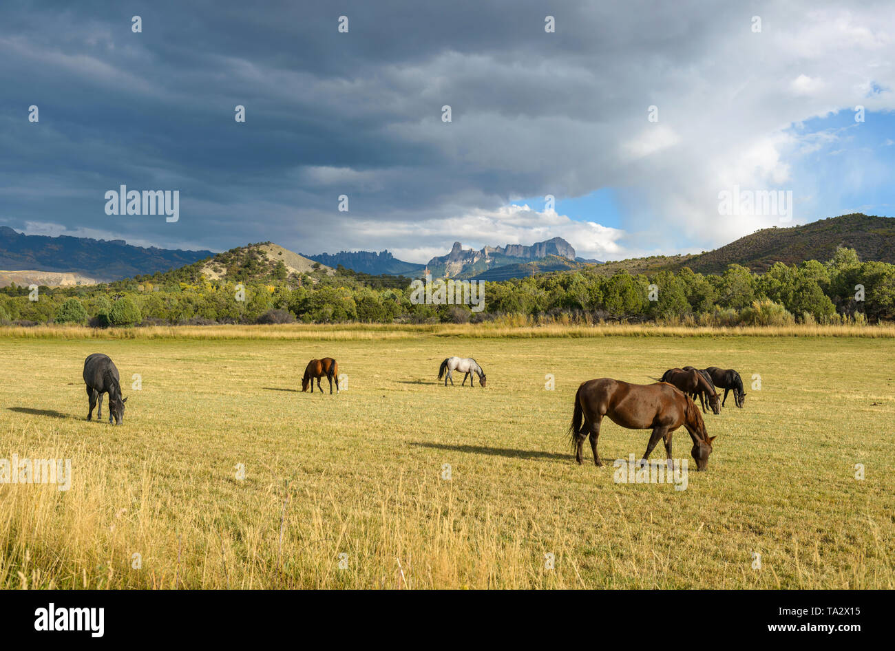 Mountain Ranch di cavalli - Autunno scena di nuvole di tempesta proveniente da sopra un monte cavallo ranch, visto da Owl Creek Pass Road, vicino Ridgeway, CO, STATI UNITI D'AMERICA Foto Stock