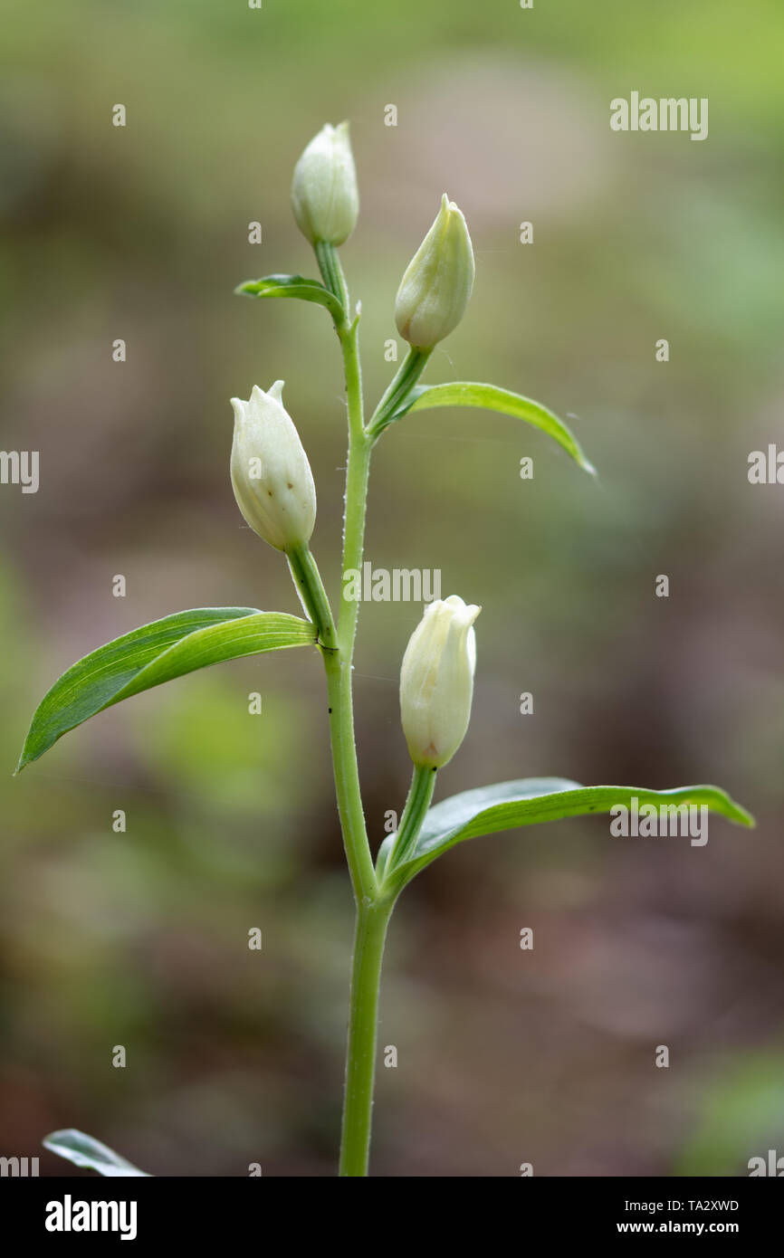 White helleborine (Cephalanthera damasonium) in habitat boschivo durante il mese di maggio, Regno Unito Foto Stock