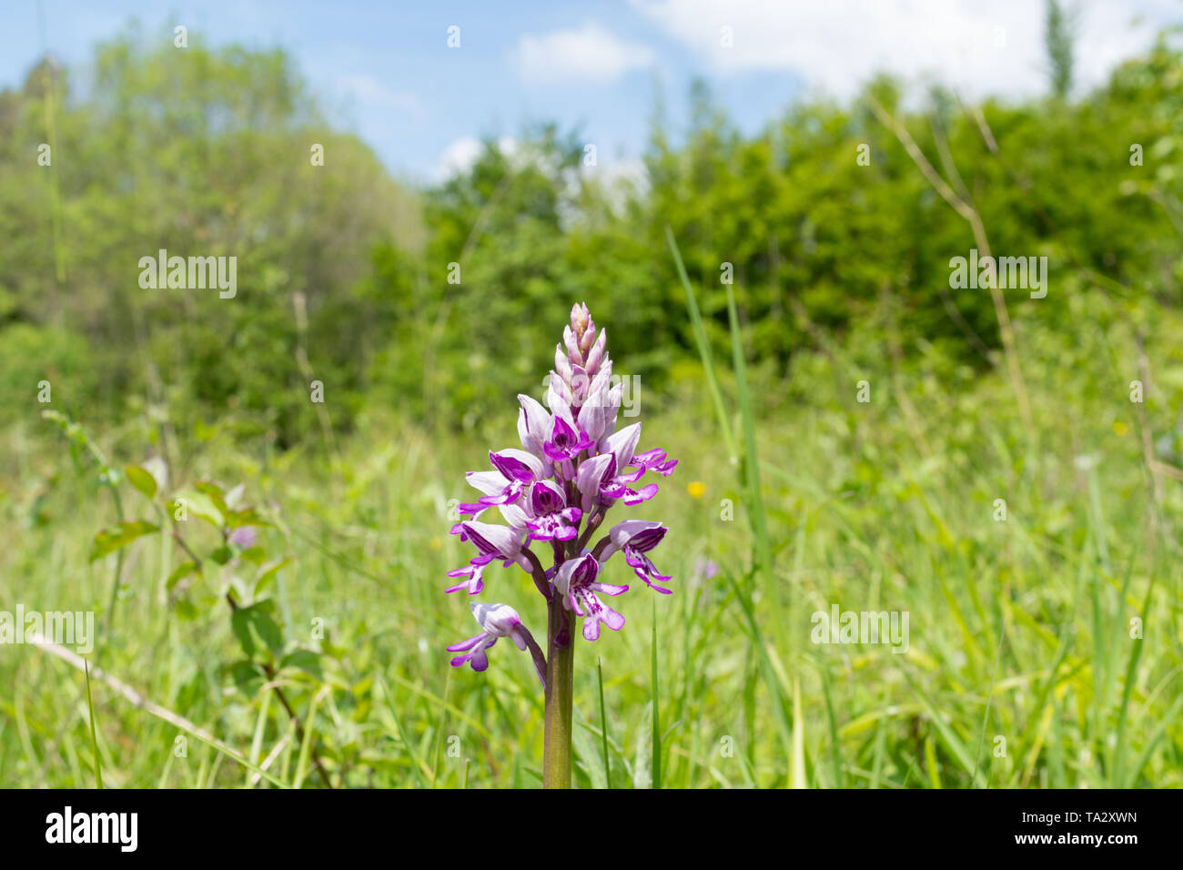 Orchidea militare (Orchis militaris), una rara di fiori selvaggi, nella sua radura boschiva habitat, Homefield legno, Buckinghamshire, UK, durante il mese di maggio Foto Stock