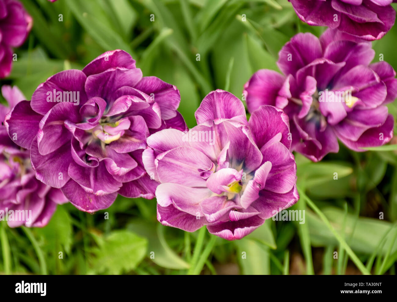 Tulip festival a San Pietroburgo su isola Elagin nel maggio 2019. Foto Stock