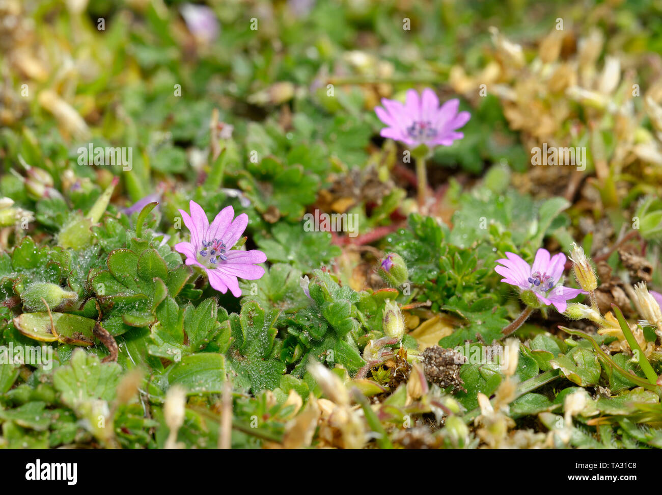 Le colombe piedi Cranesbill - Geranium molle fiori di colore rosa, Braunton Burrows Dune Foto Stock
