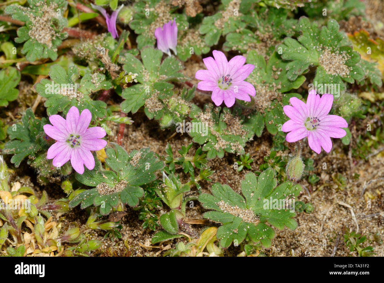 Le colombe piedi Cranesbill - Geranium molle fiori di colore rosa, Braunton Burrows dune di sabbia Foto Stock
