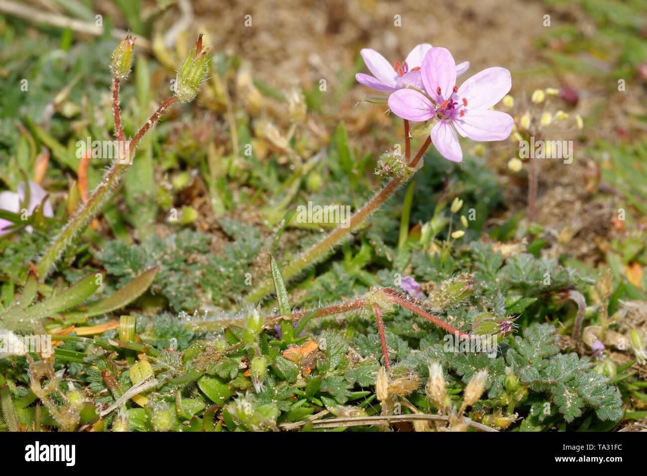 Comune di cicogna-bill - Erodium cicutarium Piccoli fiori di colore rosa, Braunton Burrows dune di sabbia Foto Stock
