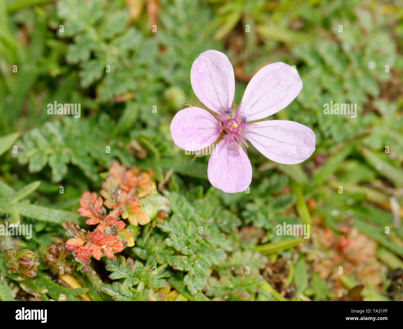 Comune di cicogna-bill - Erodium cicutarium Piccoli fiori di colore rosa e foglie, Braunton Burrows dune di sabbia Foto Stock
