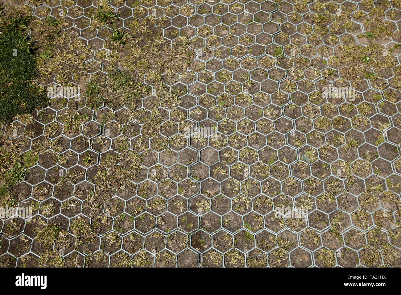 Verde modelli esagonale su un soleggiato a piedi Foto Stock