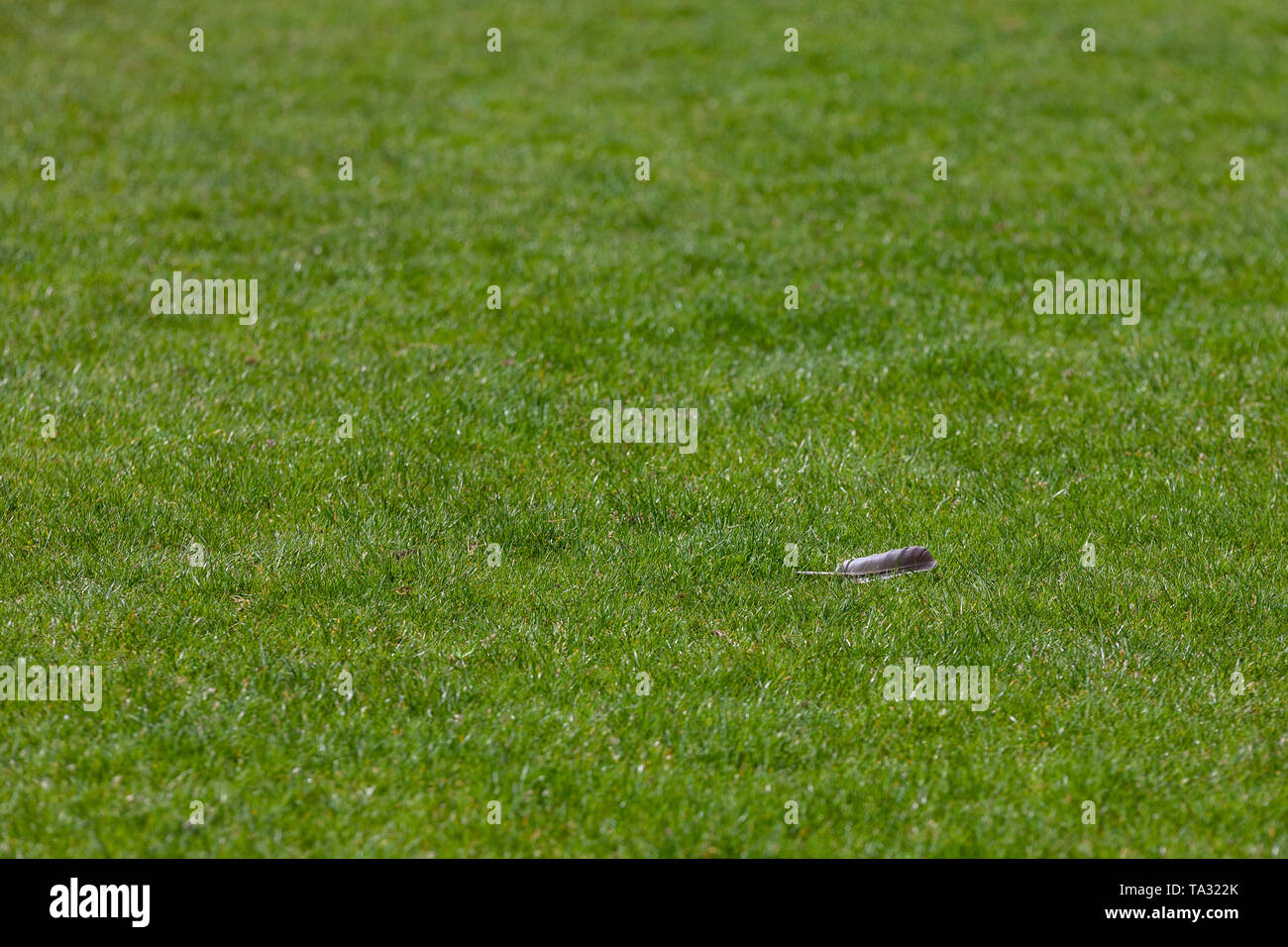 Il bianco e il grigio colomba giù in piedi da solo più di un verde campo di erba Foto Stock